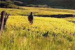 Vue arrière du femme debout dans le champ de fleurs