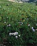 Field of Flowers Colorado, USA