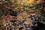 Feuilles d'automne dans le ruisseau Perry Point, New Brunswick Canada