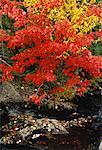 Arbres et cours d'eau en automne Perry Point, New Brunswick Canada