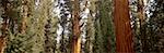 Sequoia Trees California, USA