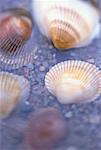 Seashells in Water