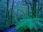 Rainforest Fiordland National Park, South Island, Nouvelle-Zélande