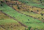 Overview of Workers in Field Crop Near Fang, Thailand