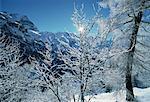 Gel couverts d'arbres et de montagnes Suisse