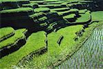 Rice Field and Terraced Landscape Bali, Indonesia