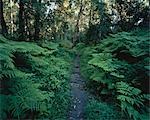 Sentier à travers forêt, Knysna, Western Cape, Afrique du Sud