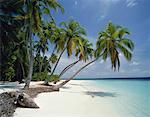 Palm Trees on Beach The Maldives