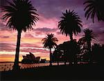 Sydney Opera House and Palm Trees At Sunset, Sydney New South Wales, Australia