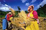 Gens des tribus des montagnes Lisu récolte de riz, Tha Ton, Thaïlande
