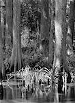 Trees along Loxahatchee River Florida, USA