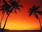 Silhouette of Palm Trees on Tropical Beach at Sunset North Shore, Hawaii, USA