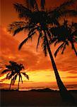 Silhouette of Palm Trees on Tropical Beach at Sunset North Shore, Hawaii, USA