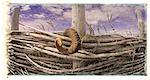 Corne de bélier sur la clôture de bois, de l'Anse aux Meadows Site historique National, Terre-Neuve- et -Labrador, Canada
