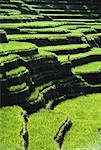 Person Standing on Terraced Rice Fields, Bali, Indonesia