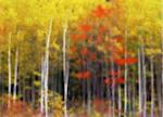 Blurred Trees in Autumn, North Shore, Gaspe Peninsula, Quebec, Canada