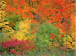 Overview of Trees in Autumn, North Shore, Gaspe Peninsula, Quebec, Canada