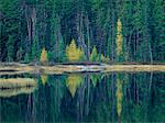 Herbstwald mit Reflexionen auf See, in der Nähe von Kenora, Ontario, Kanada