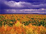 Overview of Trees in Autumn Near Campbellton, New Brunswick Canada
