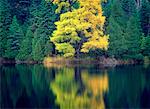 Herbstwald mit Reflexionen auf See, in der Nähe von Kenora, Ontario Kanada