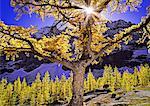 Sonnenlicht durch Lärche Baum im Herbst, Opabin Plateau, Yoho-Nationalpark, BC, Kanada