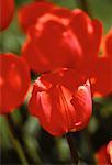 Close-Up of Red Tulips