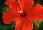 Close-Up of Red Hibiscus