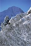 Overview of Snow Covered Trees And Landscape, Mount Breithorn Jungfrau Region, Switzerland