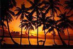 Silhouette de palmiers sur la plage au coucher du soleil, Paradise Island Bahamas, Caraïbes