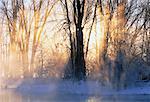 Lever du soleil à travers les arbres en hiver, la rivière Mississippi, Carleton Place, Ontario, Canada