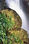 Close-Up of Waterfall, Rocks And Plants, Misol-Ha, Chiapas, Mexico