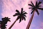 Blickte zu Palmen bei Sonnenuntergang