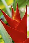 Close-Up of Bird of Paradise Flower