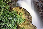 Chute d'eau, les roches et les feuillages, Misol-Ha, Chiapas, Mexique