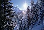 Overview of Snow Covered Trees Jungfrau Region, Switzerland