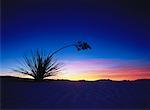 Savon Tree Yucca plante au crépuscule sable blanc National Monument au Nouveau-Mexique, États-Unis