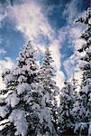 Snow Covered Trees Jungfrau Region, Switzerland