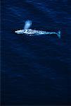 Overhead View of Whale near Surface of Water, Sea of Cortes Cabo San Lucas, Baja, Mexico