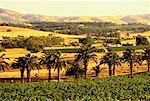 Overview of Landscape and Farmland, The Barossa Valley South Australia, Australia