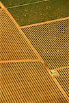 Vue aérienne de la région de Claire vallée viticole, Australie-méridionale Australie