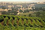 Overview of Eden Valley Vineyard The Barossa Valley, Australia