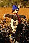 Scarecrow in Field, The Barossa Valley Vintage Festival South Australia, Australia