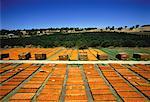 Overview of Sun Drying Apricots In Field, Angaston, The Barossa Valley, Australia