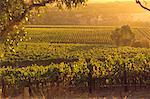 Overview of Vineyard at Jacob's Creek, Barossa Valley, Australia