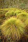 Grass Tufts and Trees Near Dove Lake, Cradle Mountain Tasmania, Australia