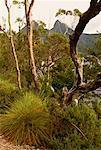 Landscape, Foliage and Trees Cradle Mountain, Dove Lake Tasmania, Australia