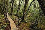 Une passerelle en bois à travers la forêt avec de la mousse recouvert d'arbres, Cradle Mountain, Tasmania, Australie