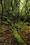 Moos bedeckte Bäume und Protokolle auf Waldboden, Tasmanien Cradle Mountain