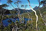 Arbres et les montagnes près de lac Lilla, Cradle Mountain, Tasmania, Australie