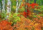 Forest with Autumn Colors, Near Herbert River, Nova Scotia Canada